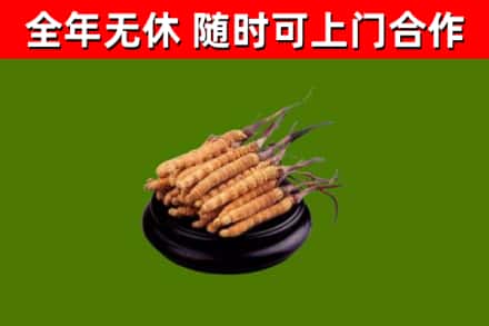 牡丹江回收冬虫夏草